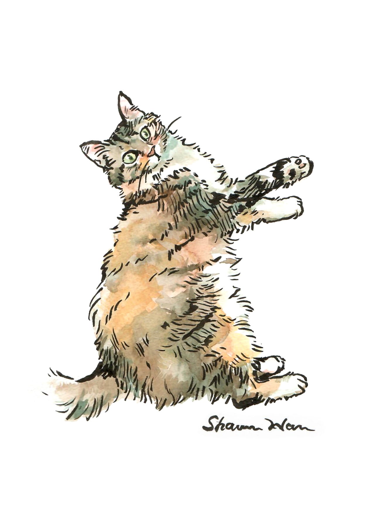 Long haired cat postcard